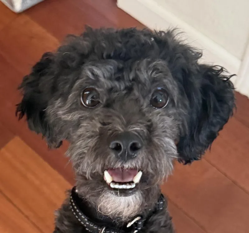 Oreo