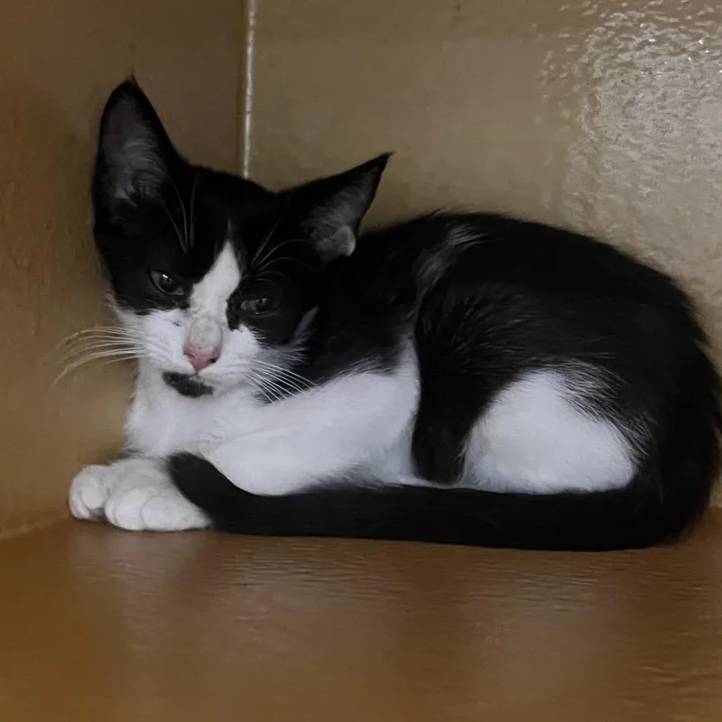 A baby small-sized female Black Domestic Short Hair cat named FWT Princess for adoption in Midland, TX