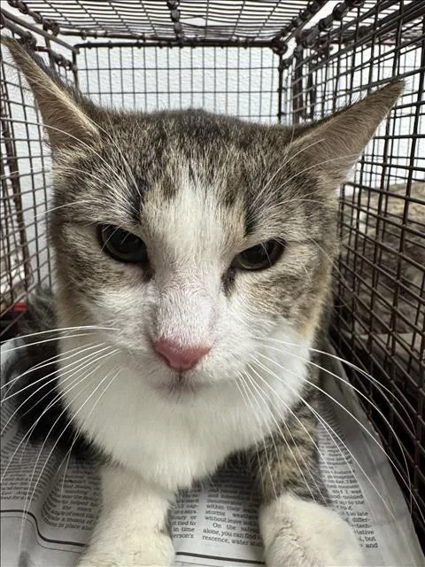 A young medium-sized female Domestic Short Hair cat named Cinder for adoption in Chatsworth, CA