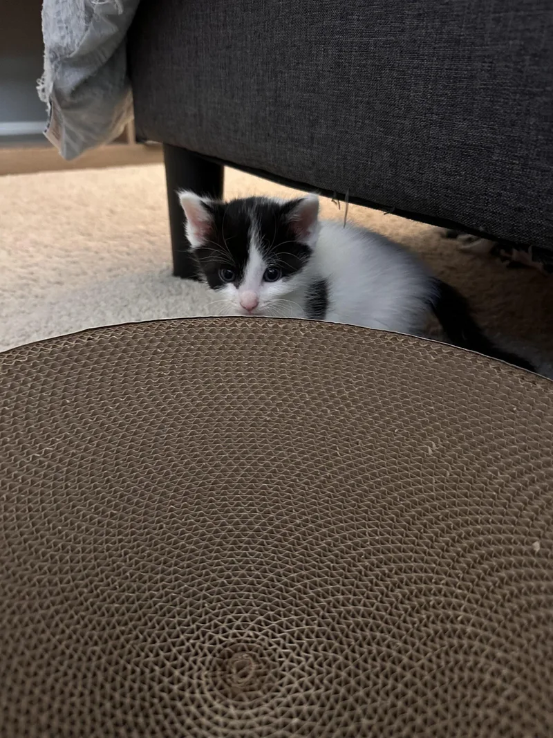 A baby small-sized male Domestic Short Hair cat named Chalky for adoption in Canal Winchester, OH