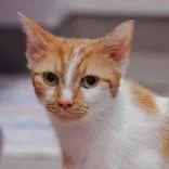 An adult medium-sized female Orange & White Domestic Short Hair cat named Ginny for adoption in Hilliard, OH