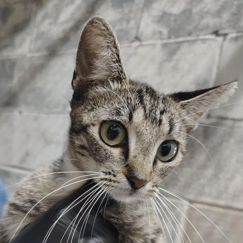 A young small-sized female Brown / Chocolate Domestic Short Hair cat named Bonnie for adoption in Springtown, TX