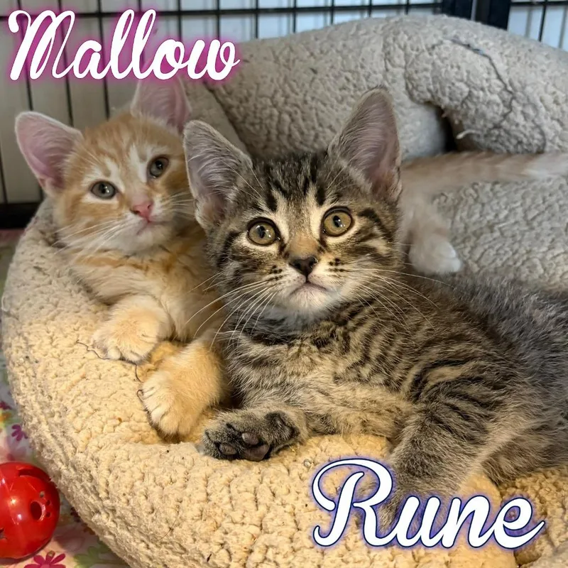 A baby small-sized male Domestic Short Hair cat named Rune for adoption in Hillsboro, OH