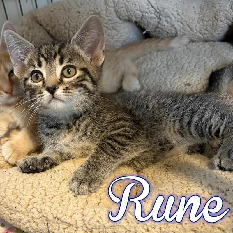 Rune thumbnail 2