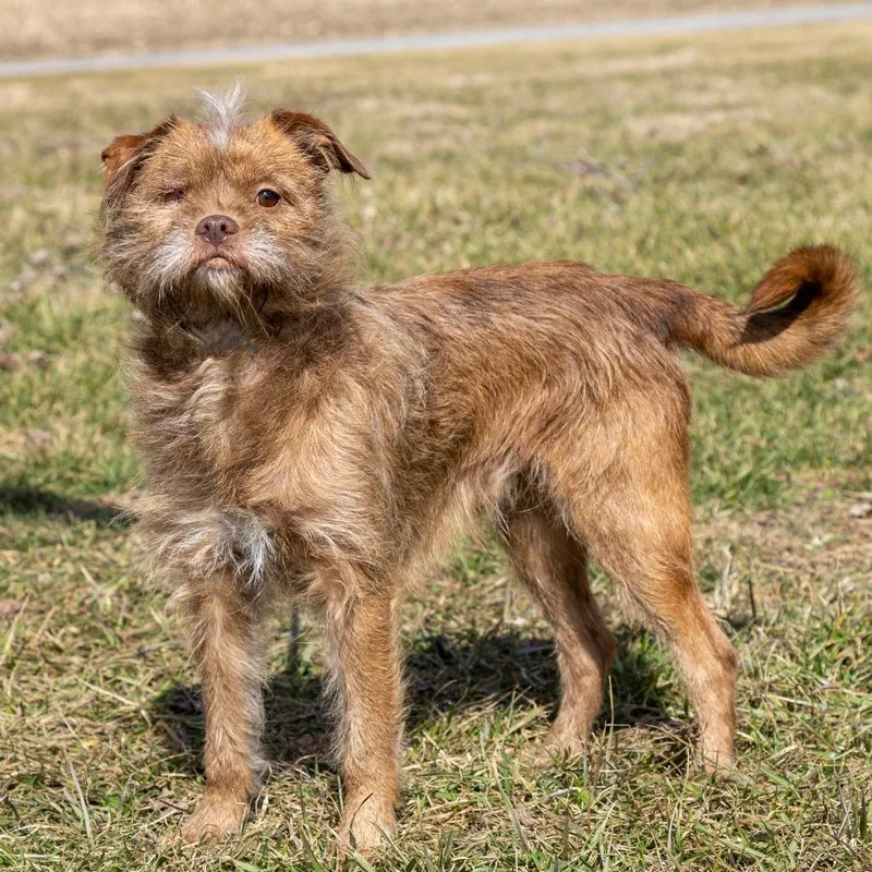 An adult small-sized male Yellow / Tan / Blond / Fawn Mixed Breed dog named Steve Fka Franz for adoption in Troy, IL