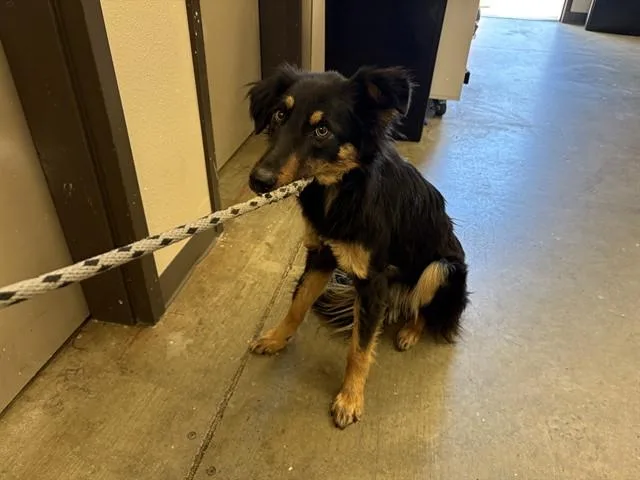 A young medium-sized female German Shepherd Dog dog named Harmony for adoption in Ontario, CA