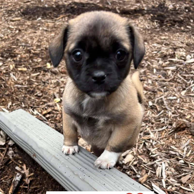 A baby small-sized male Pug dog named Tokyo for adoption in Alma, MI