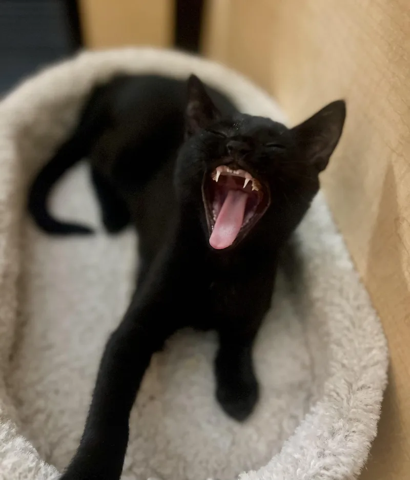 A baby small-sized male Domestic Short Hair cat named Vader for adoption in Dixon, CA