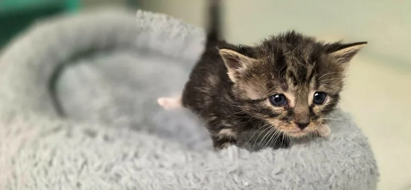 A baby small-sized male Domestic Short Hair cat named Nomad for adoption in California City, CA