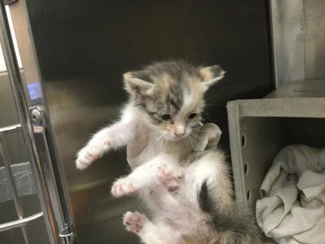 A baby small-sized male Domestic Short Hair cat named Ube for adoption in Thousand Palms, CA