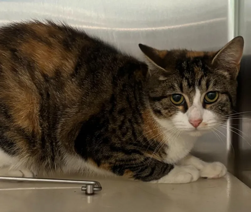 A young medium-sized female Domestic Short Hair cat named Linda for adoption in Warrenton, NC