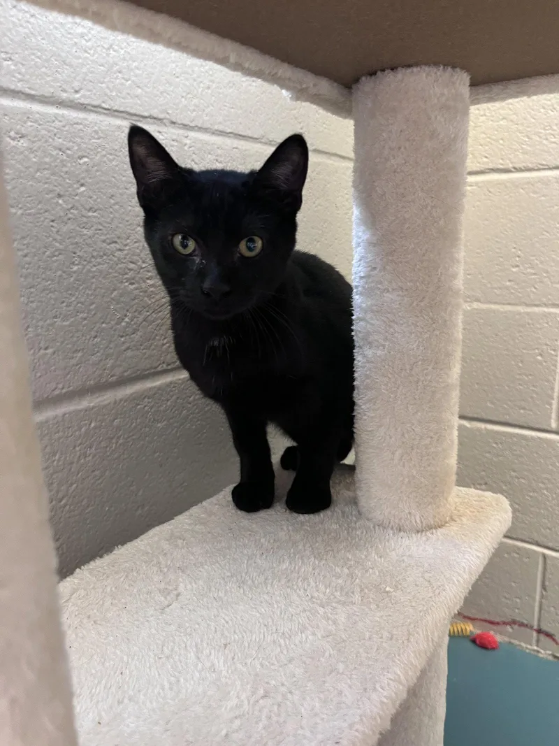 A baby medium-sized male Black Domestic Short Hair cat named Smarty Pants for adoption in Carrollton, GA