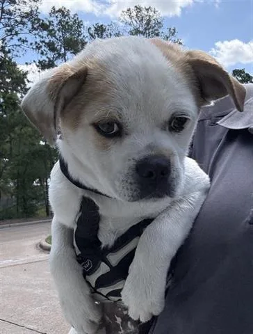 A baby small-sized male Pug dog named A for adoption in Houston, TX