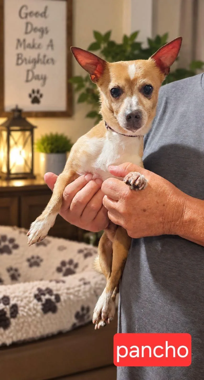 An adult small-sized male Chihuahua dog named Pancho for adoption in Fort Worth, TX