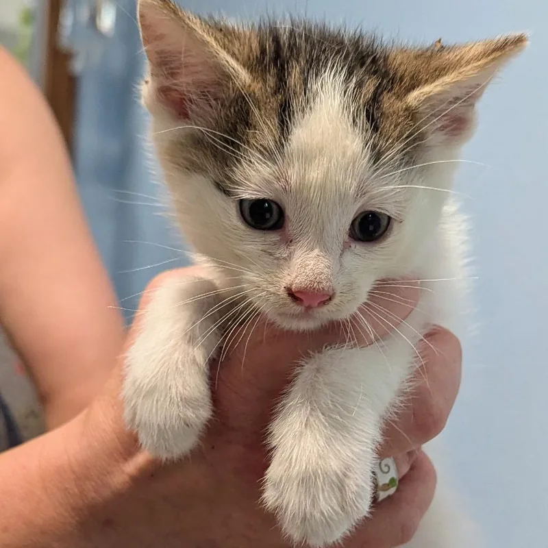 A baby small-sized male White Domestic Short Hair cat named Neil Catrick Harris for adoption in Brighton, MO