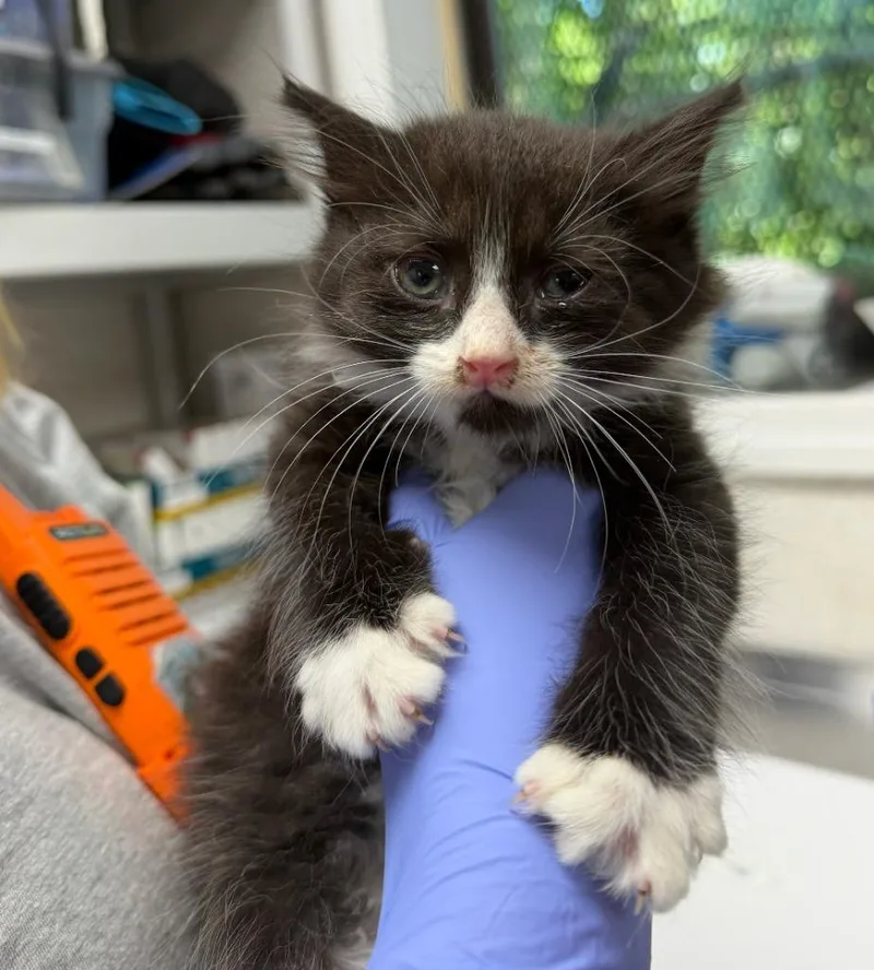 A baby medium-sized female Domestic Medium Hair cat named Zok! for adoption in Pomona, NY