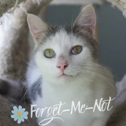 A young medium-sized male Domestic Short Hair cat named Telemachus for adoption in Verona, WI