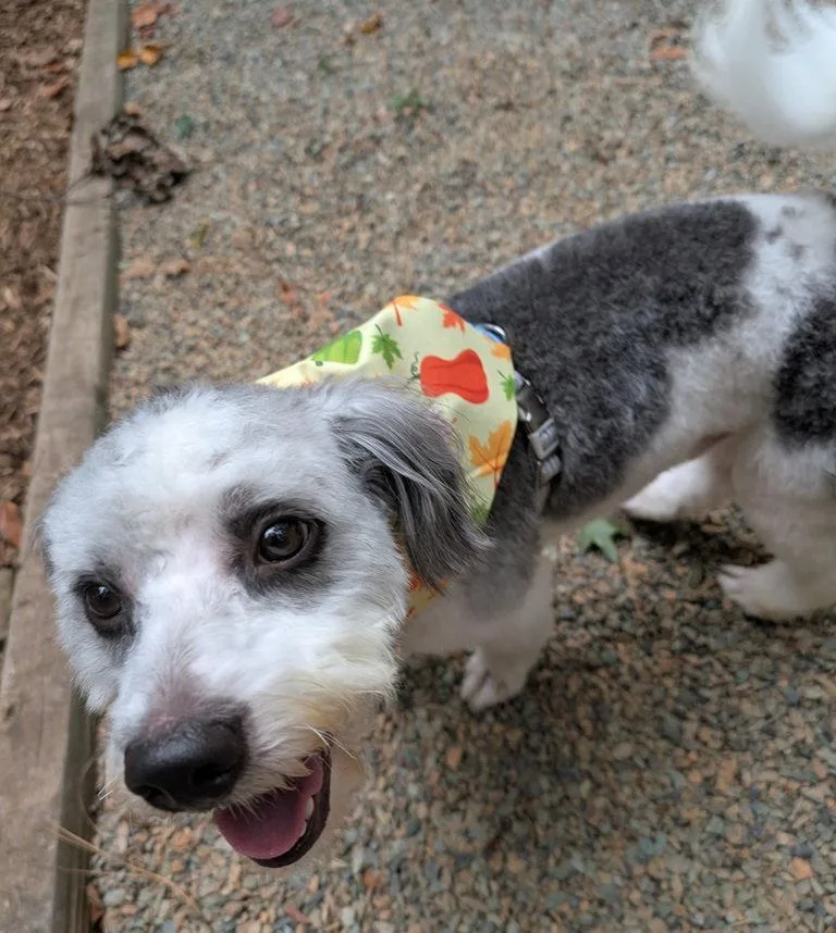 A young medium-sized male Poodle dog named Jerry for adoption in Pittsboro, NC