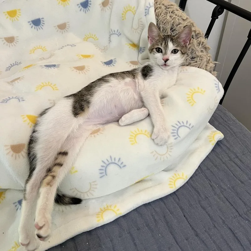 A baby small-sized female Brown / Chocolate Domestic Short Hair cat named Karma for adoption in Jupiter, FL