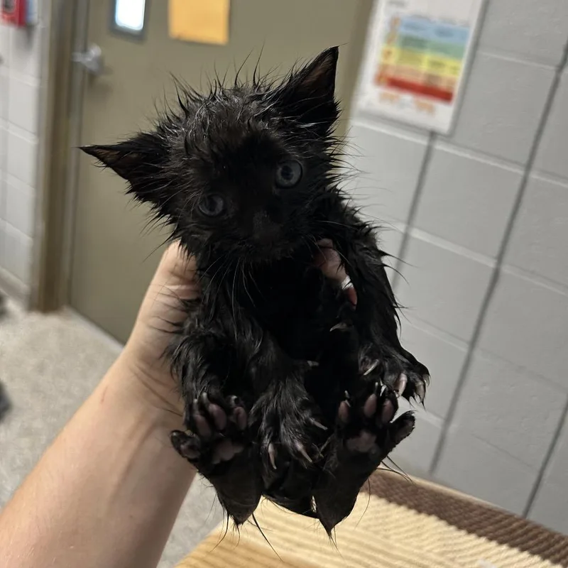 A young medium-sized male Black Domestic Short Hair cat named Sid for adoption in West Olive, MI
