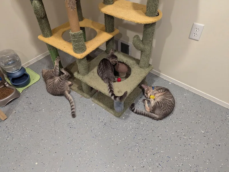 A young large-sized male Domestic Short Hair cat named Simon for adoption in New Baltimore, MI