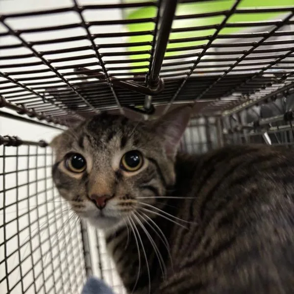 A young small-sized male Domestic Short Hair cat named Tommy for adoption in Des Moines, IA