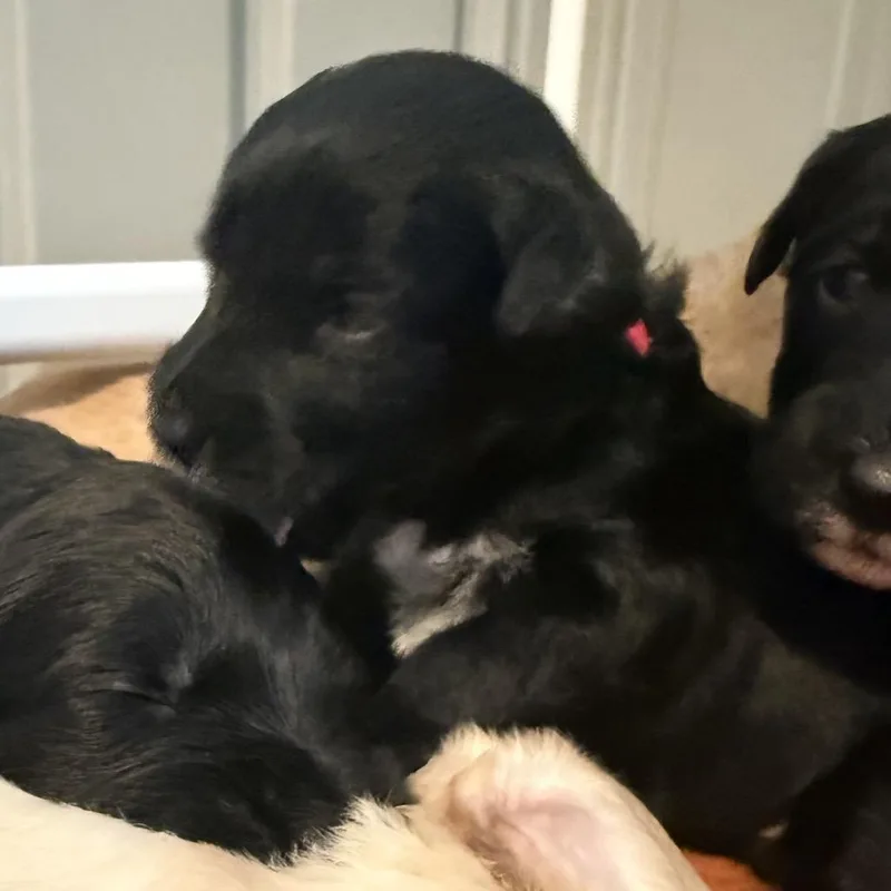 A baby medium-sized male Black Poodle dog named Nick for adoption in La Grange, KY
