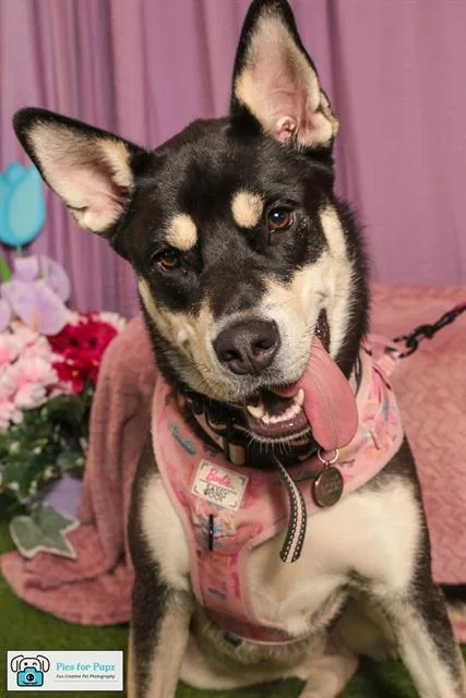 An adult medium-sized female Siberian Husky dog named Tundra for adoption in Charlotte, NC