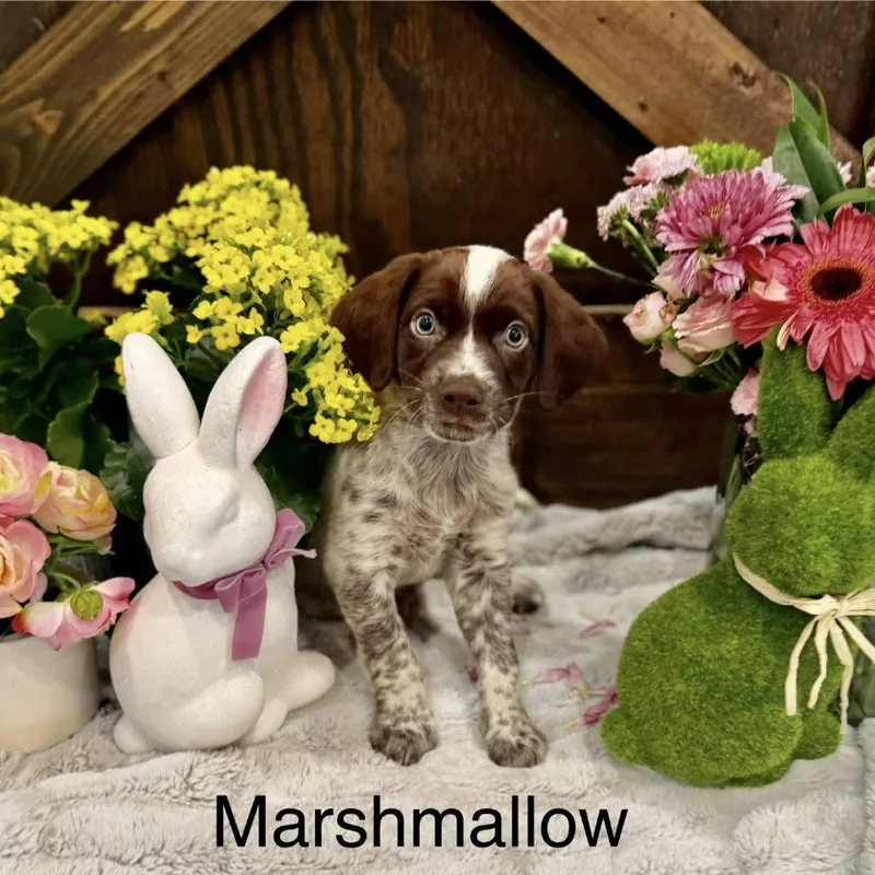 A baby small-sized male White / Cream Chocolate Labrador Retriever dog named Marshmallow for adoption in Myrtle Beach, SC