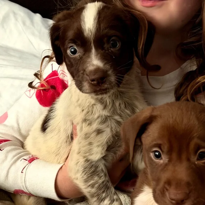 Marshmallow thumbnail 2