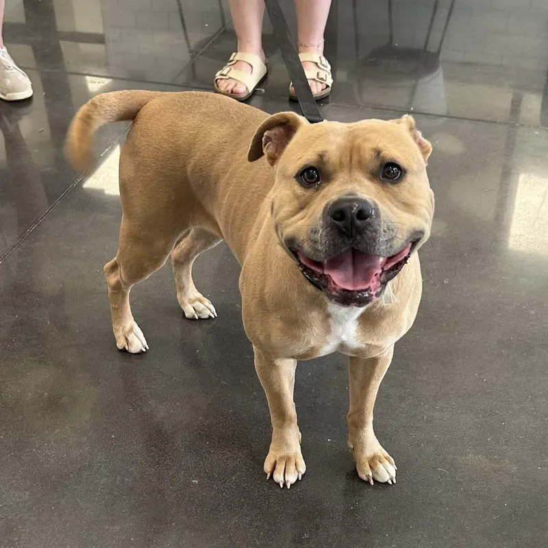An adult medium-sized female Yellow / Tan / Blond / Fawn Pit Bull Terrier dog named Honey Bunches of Oats for adoption in Morganton, NC