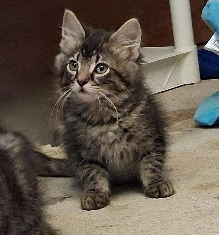 A baby medium-sized male Domestic Short Hair cat named Poptart for adoption in Salt Lake City, UT