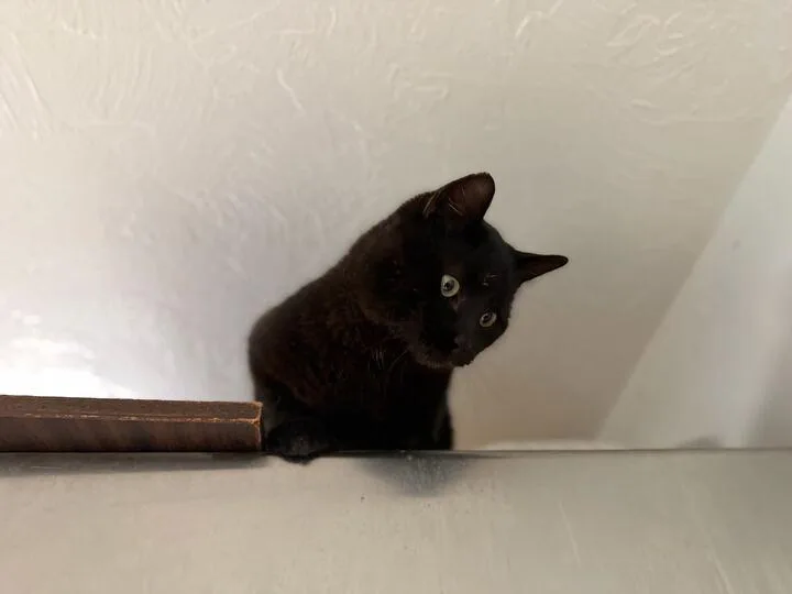 Motor Mouth thumbnail 2