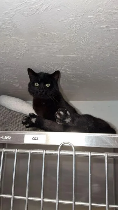 Motor Mouth thumbnail 3