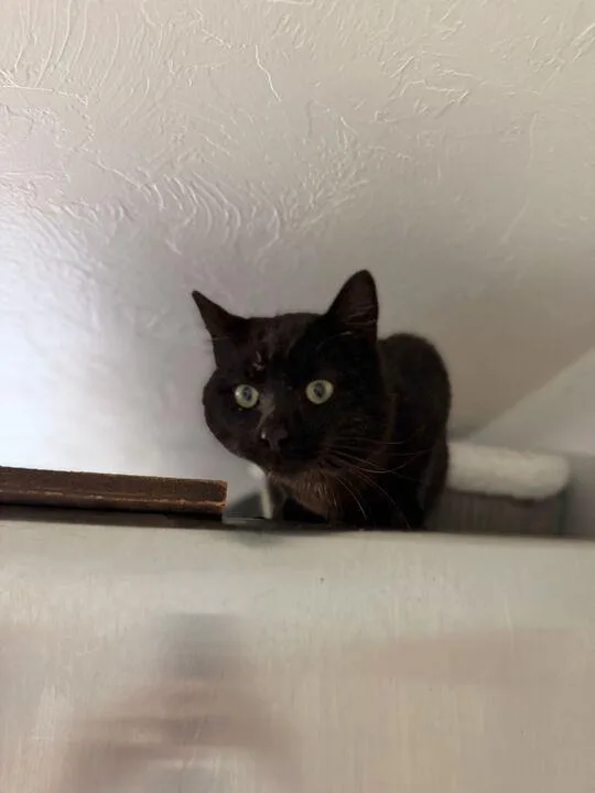 Motor Mouth thumbnail 4