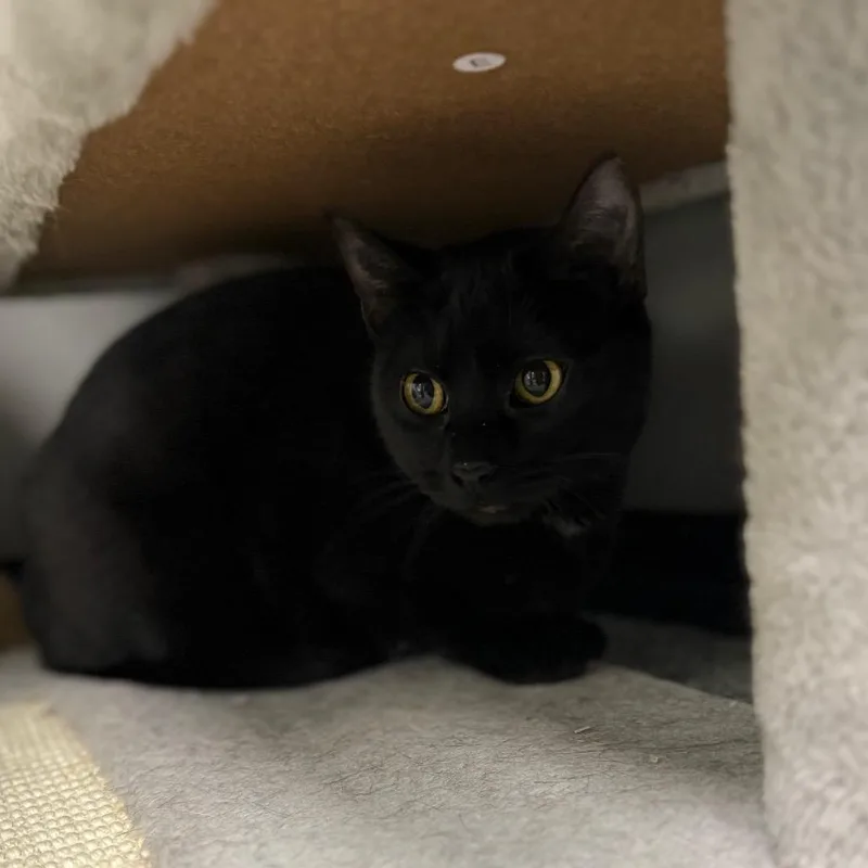 Stevie Nicks thumbnail 2