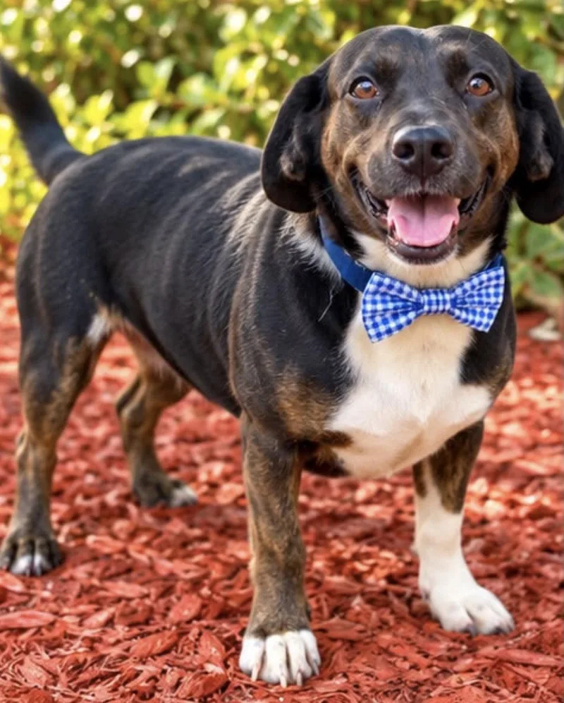 An adult medium-sized male Dachshund dog named Fred for adoption in Margate, FL
