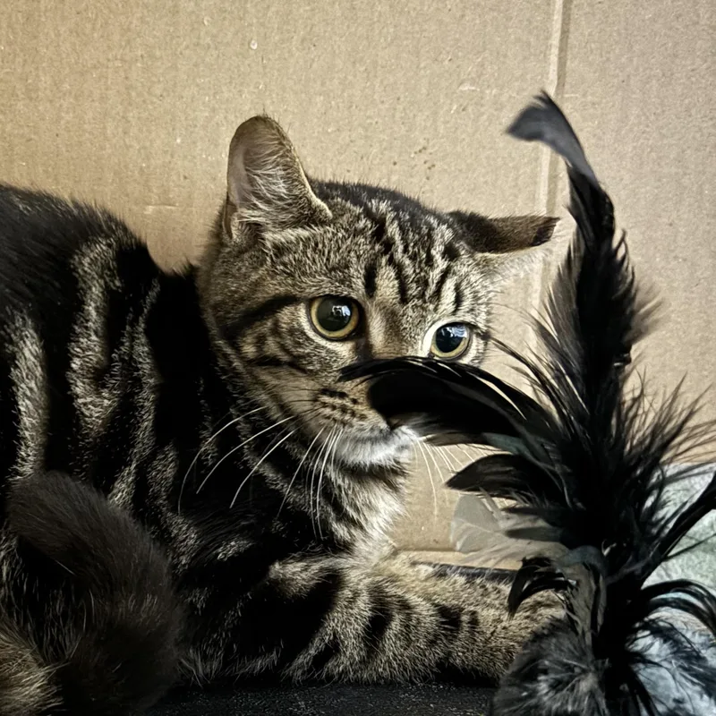 A baby small-sized male Tabby (Brown / Chocolate) Domestic Short Hair cat named Sprout for adoption in Pittsburgh, PA