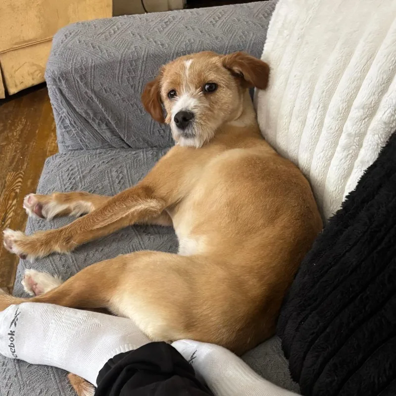 An adult medium-sized female Yellow / Tan / Blond / Fawn Shiba Inu dog named Chloe $ for adoption in Springfield, MA