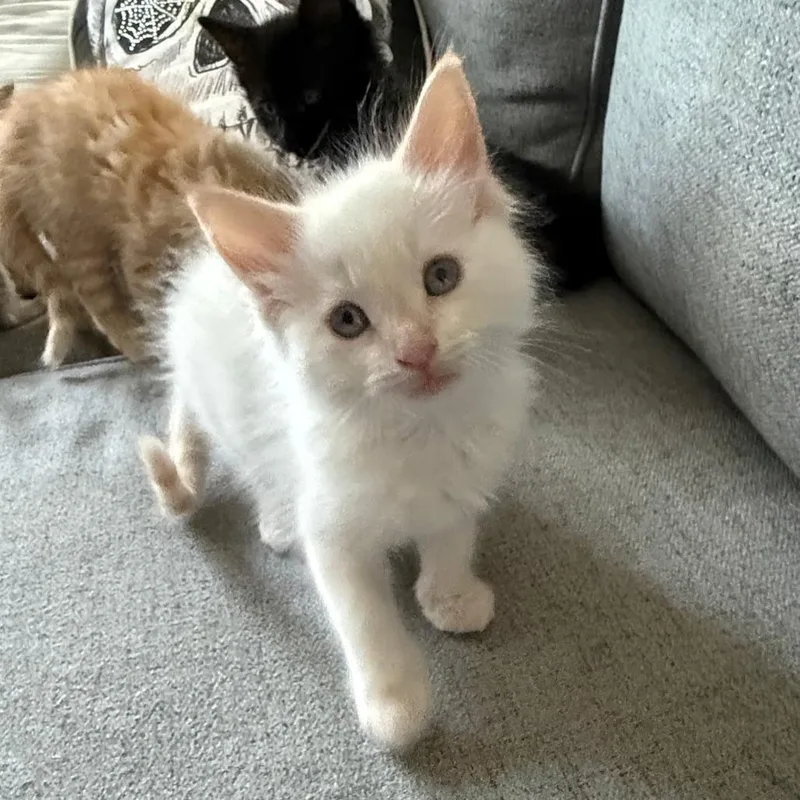 A baby small-sized male White Domestic Short Hair cat named Clover II for adoption in Little Rock, AR