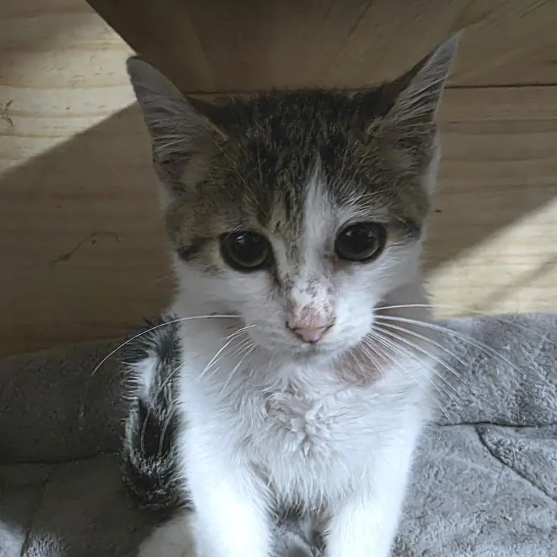 A baby small-sized male Brown / Chocolate Domestic Short Hair cat named Beto for adoption in Sioux Falls, SD