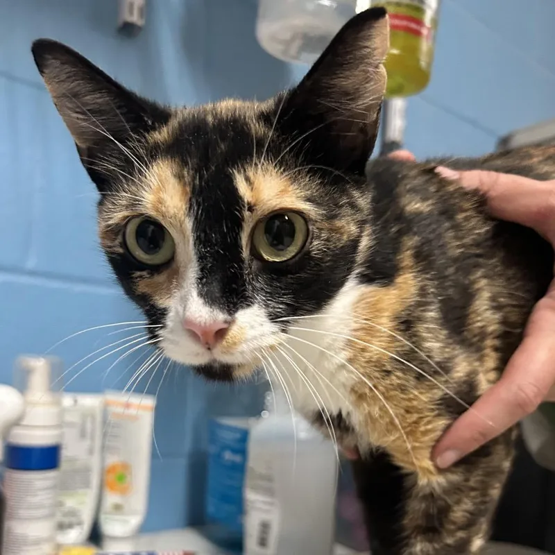 An adult medium-sized female Black Domestic Short Hair cat named Marie for adoption in Newport, NC