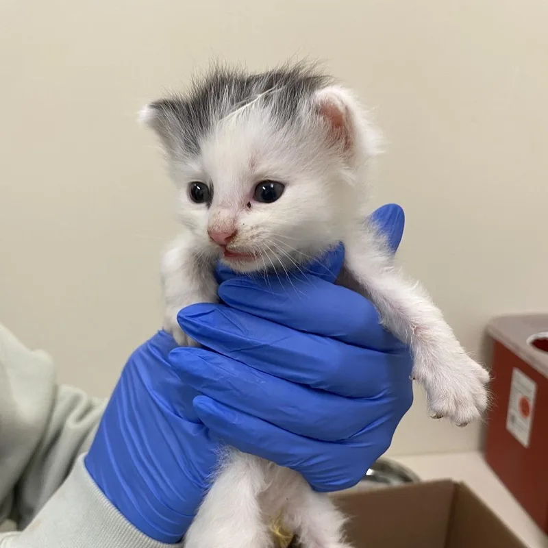 A baby small-sized male White Domestic Short Hair cat named Gyro for adoption in Lynchburg, VA