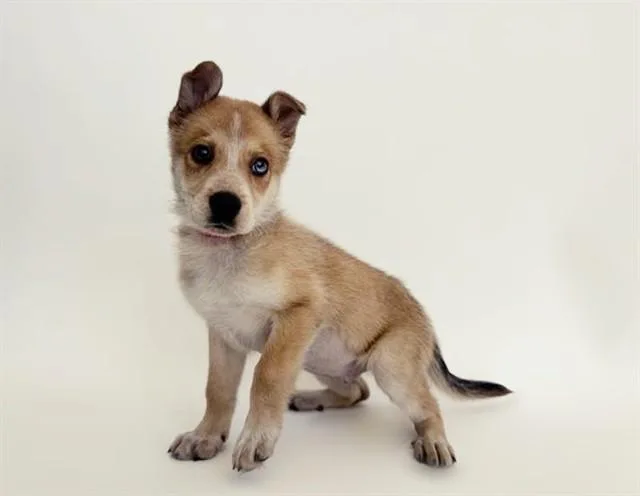 A baby small-sized female Terrier dog named Early for adoption in Saint Louis, MO