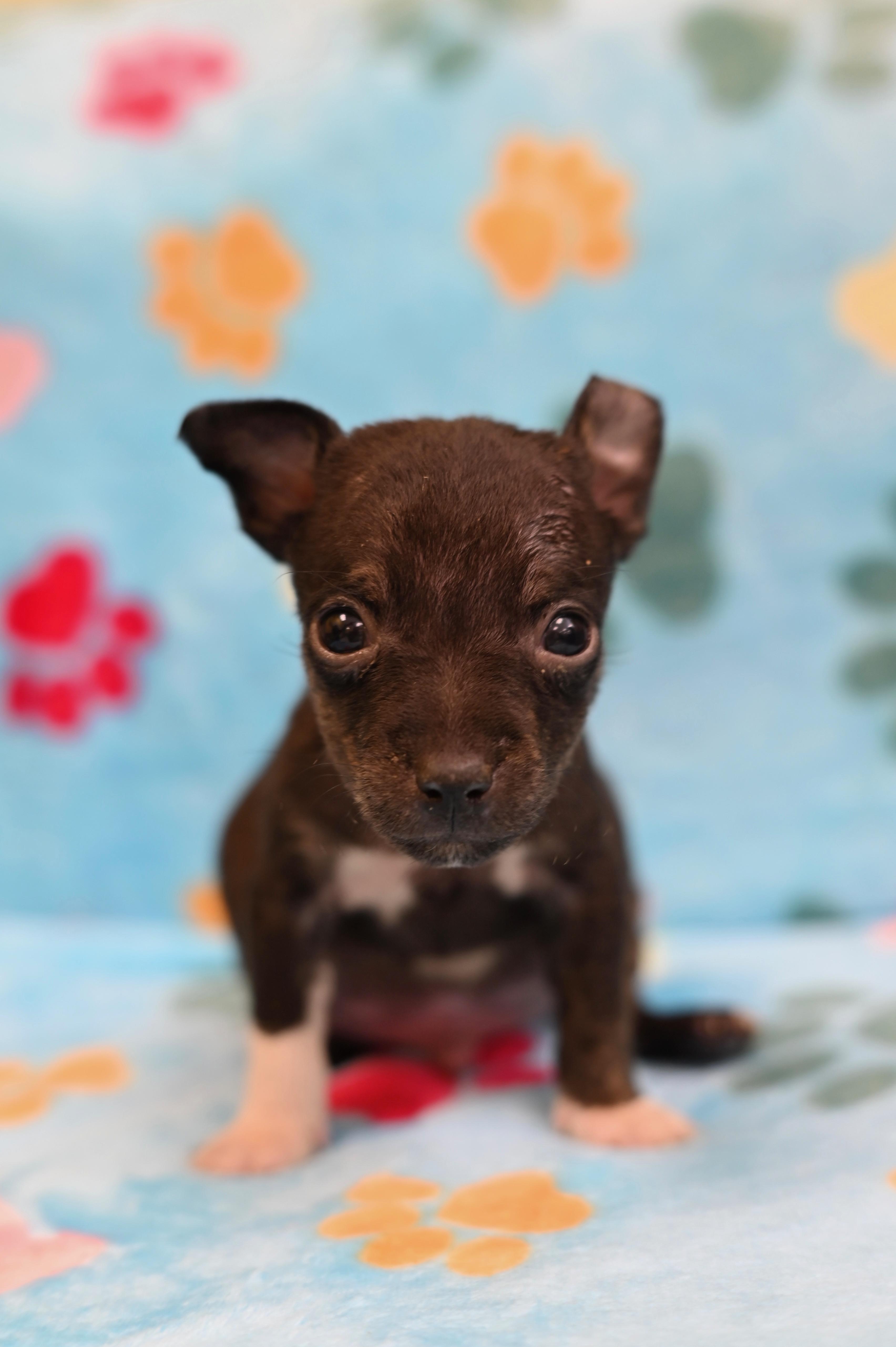 A baby small-sized male Xoloitzcuintli / Mexican Hairless dog named Ronaldo for adoption in Miami, FL