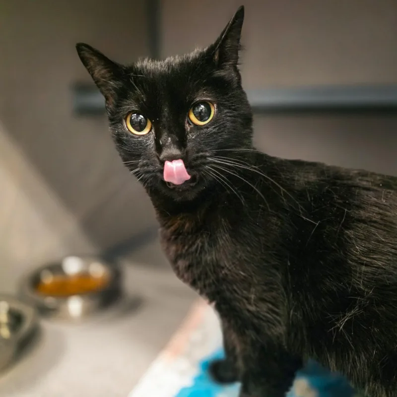 An adult medium-sized female Black Domestic Short Hair cat named BobaAffectionate Mini Panther for adoption in Grass Valley, CA