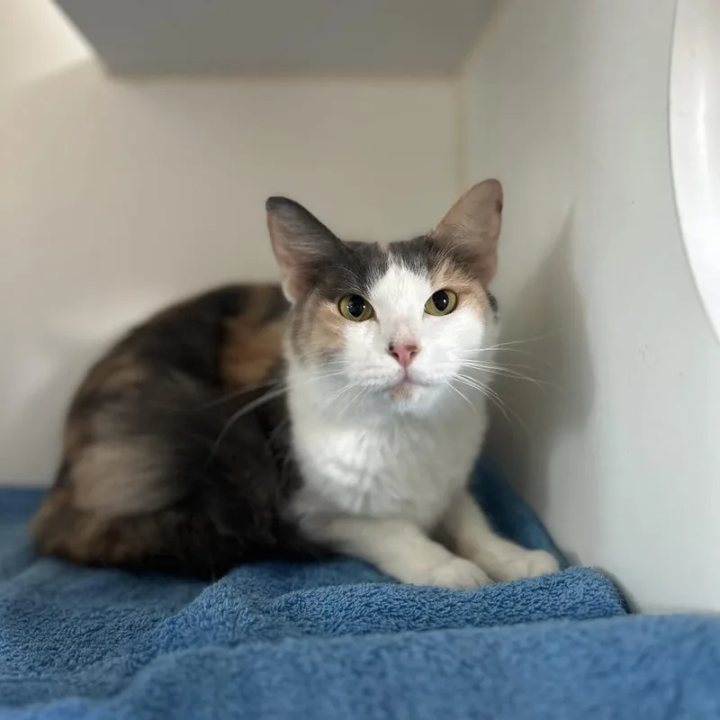 A young medium-sized female Calico Domestic Short Hair cat named Selene for adoption in Kyle, TX