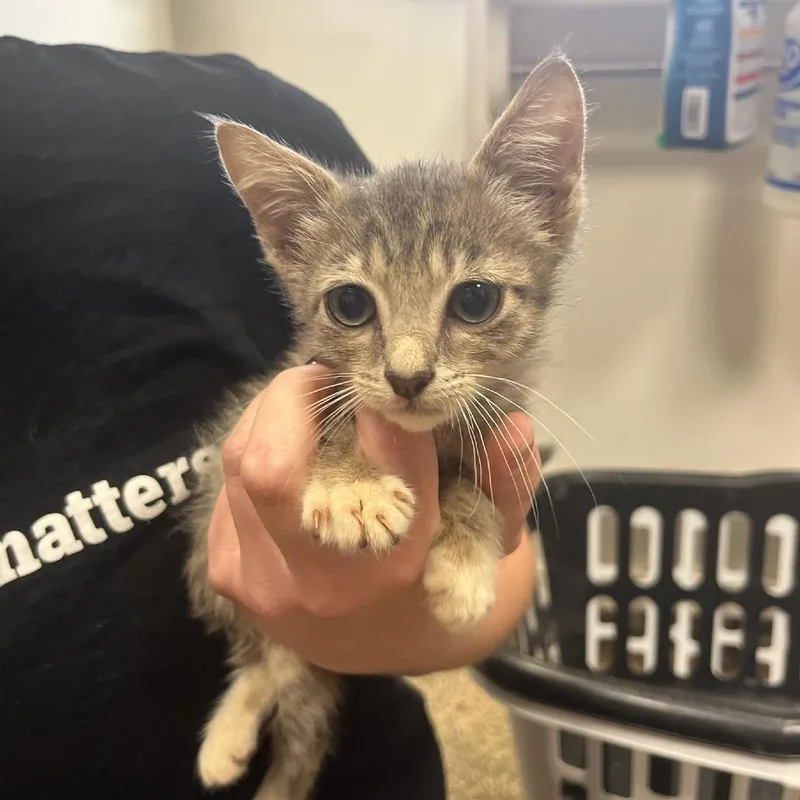 A baby small-sized male Gray / Blue / Silver Domestic Short Hair cat named Burger for adoption in Houston, TX