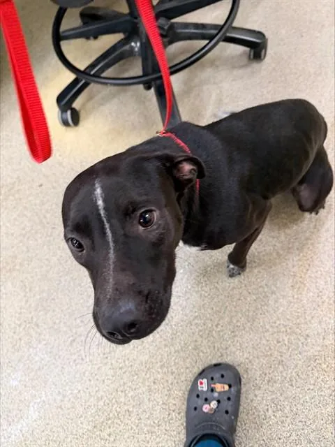 A young medium-sized female Pit Bull Terrier dog named Patty for adoption in Fort Myers, FL