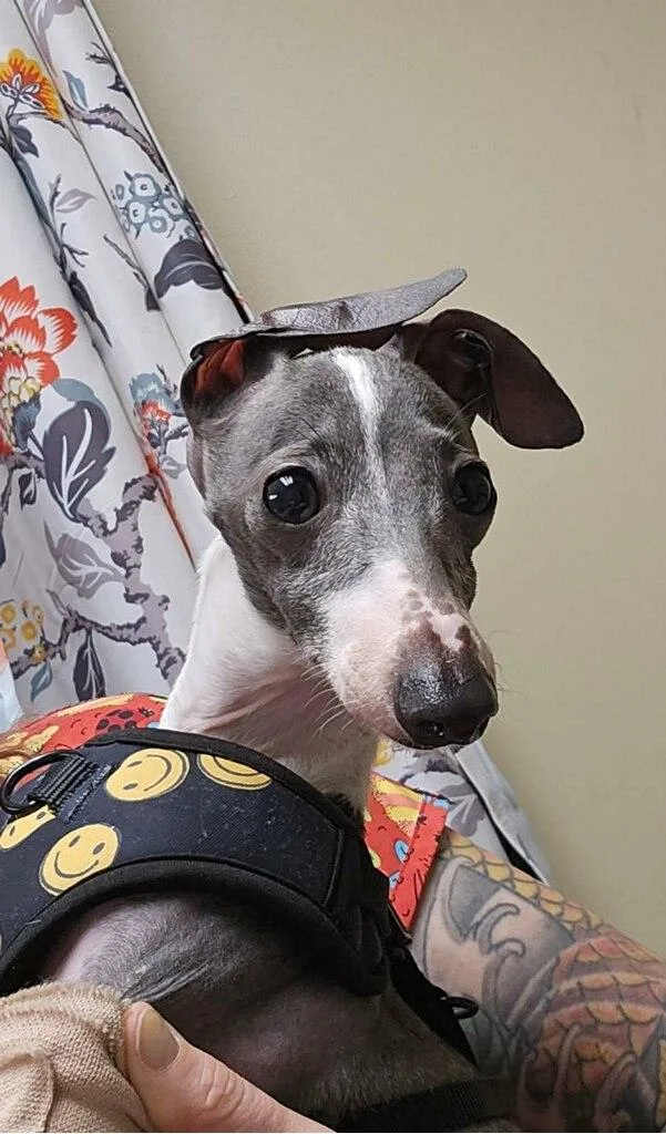 A young small-sized male Italian Greyhound dog named Banana for adoption in Edgewater, MD